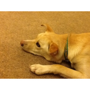 Photo of Paul COCKBURN