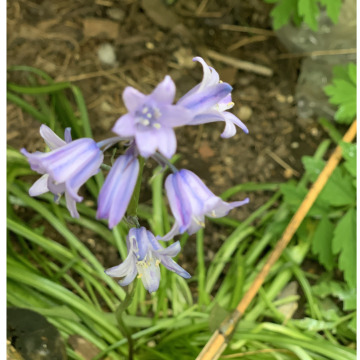 Notice Gallery for MARY Doreen