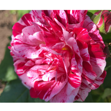 Notice Gallery for NORA DUNCAN LEWIS