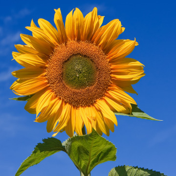 Notice Gallery for Alan Woolfenden