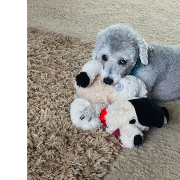 Photo of GLYN HAYDN ROBERTS