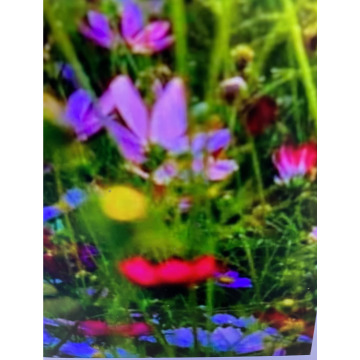 Tribute photo for Andy Peter Dec DEXTER