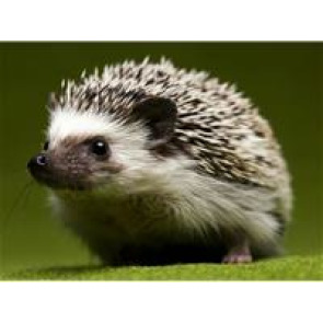 Photo of James MASSEY