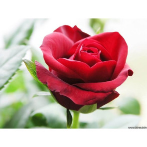 Notice Gallery for Eric Samuel ASHTON