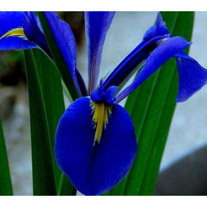 Notice Gallery for Iris Pauline LUCAS