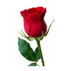 Photo of Robert HARDING