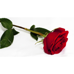 Notice Gallery for Joan Margaret BENSON