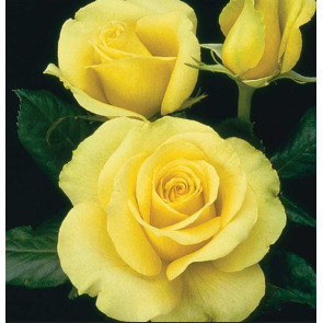 Photo of Anne Teresa FARMER