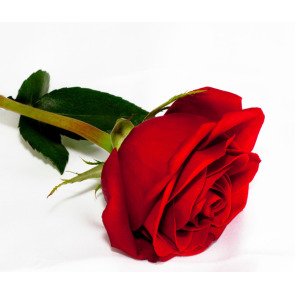 Notice Gallery for Tonge MICHELE