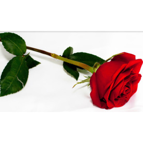 Notice Gallery for Farrant TRACY KAREN