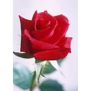 Photo of Mary Patricia MARSDEN