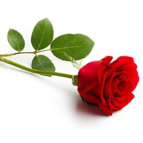 Notice Gallery for Norah SCULLY