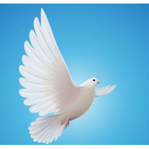 Photo of Tom CLAYTON