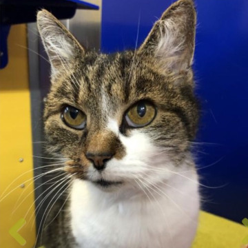 Notice Gallery for Doreen Joyce BANKS