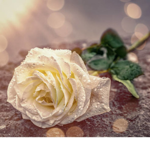 Notice Gallery for Joyce McGUINNESS