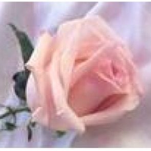 Photo of Daphne Aquilla MURRAY