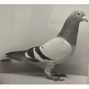Photo of Ronald MUMBY