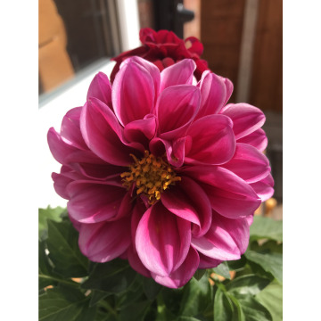 Photo for notice MARY ALICE SMITH