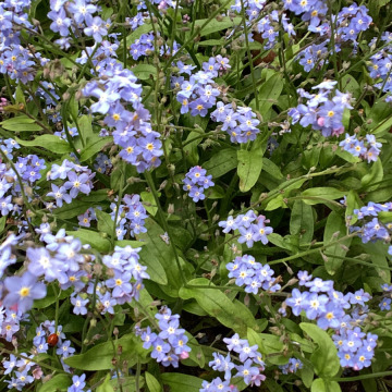 Notice Gallery for Joan DAWSON MACWHIRTER