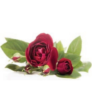 Notice Gallery for DAVID OWEN ARMES