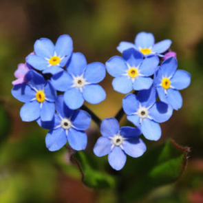 Notice Gallery for JOYCELYN ELSON