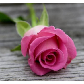 Photo of ADA WILLIAMS