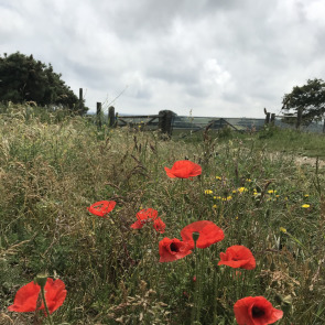 Notice Gallery for Dame Vera  Lynn