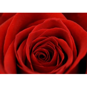 Photo of Bella Rose PURDY