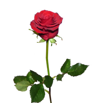 Notice Gallery for Eileen JONES