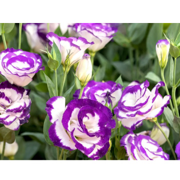 Photo for notice MALCOLM ROWLANDS -