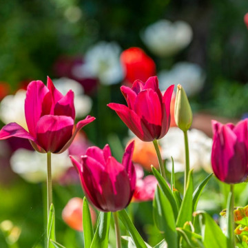 Photo for notice MALCOLM ROWLANDS -