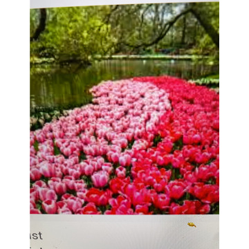 Photo for notice Toni David DEXTER