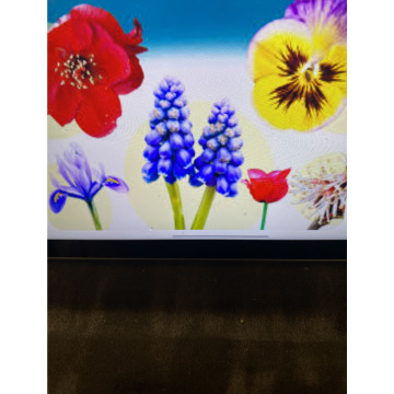 Photo for notice Toni David DEXTER