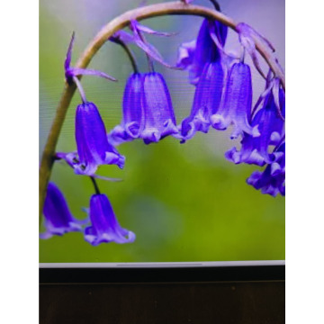 Photo for notice Toni David DEXTER