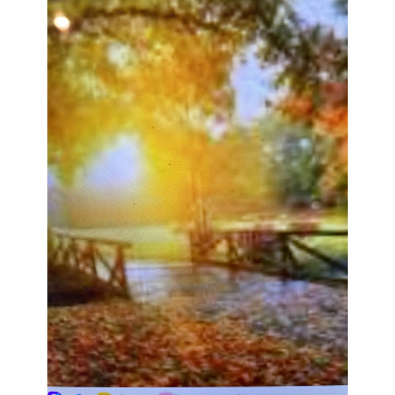 Photo for notice Toni David DEXTER