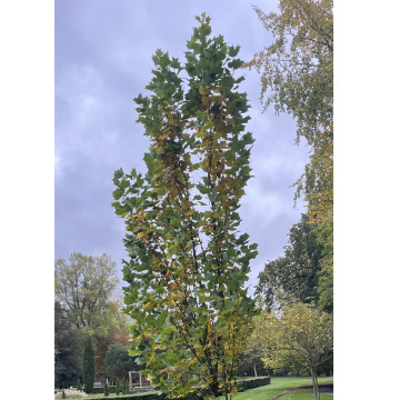 Notice Gallery for Joan VICKERS (BRENNAND)