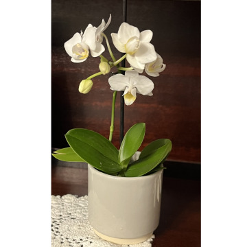 Notice Gallery for Joan VICKERS (BRENNAND)