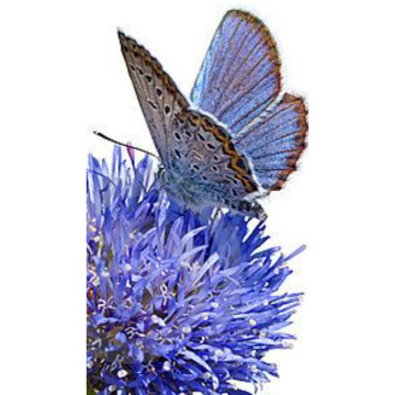 Notice Gallery for NORMA PRINGLE