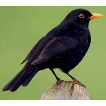 Notice Gallery for NORMA PRINGLE