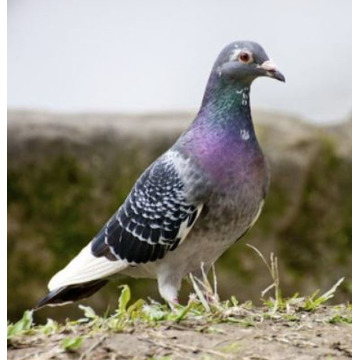 Photo of JOHN MARSHALL