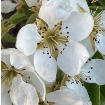 Photo for notice Alice Mary MANNERS