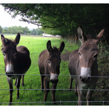 Notice Gallery for MARGARET TOOTILL