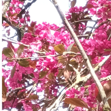 Notice Gallery for EDWARD PALLETT