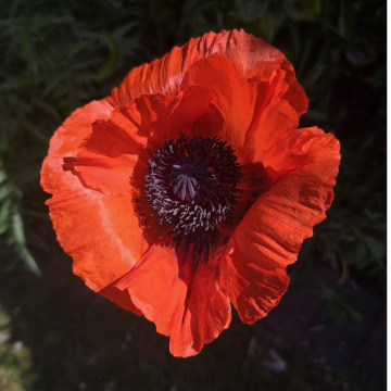 Notice Gallery for Jeanette BUCKLEY