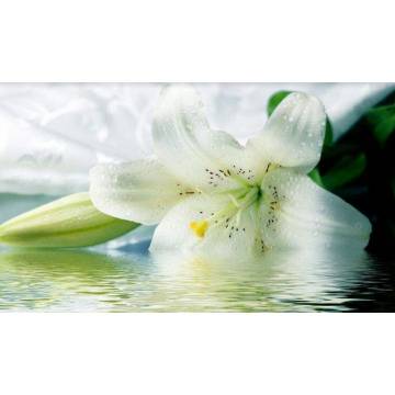 Notice Gallery for Adrian WALTHOE