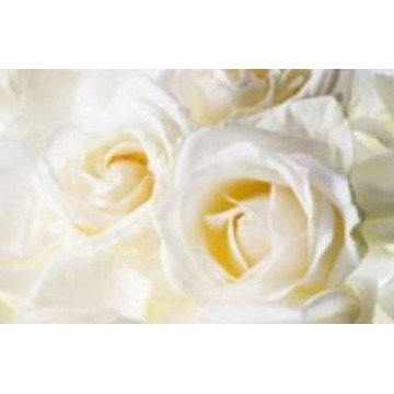 Notice Gallery for Susan DRAKE