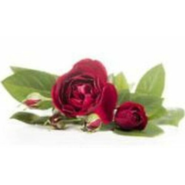 Notice Gallery for DAVID OWEN ARMES