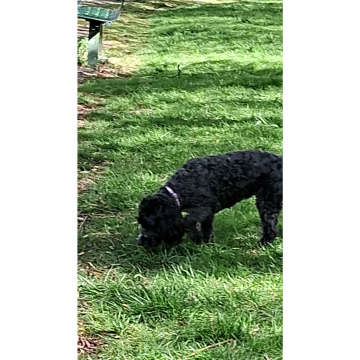 Notice Gallery for Chris HOLMES