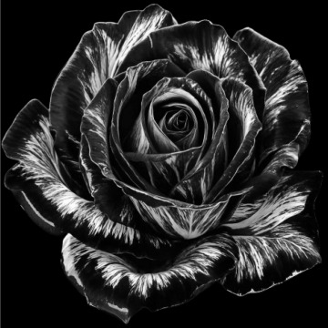 Photo for notice EILEEN KNOWLES