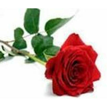 Photo of MICHELE TONGE